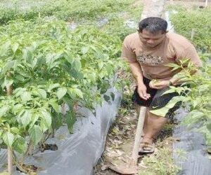 Kades Sungai Harapan Ajak Warga Tanam Cabe dan Sayuran