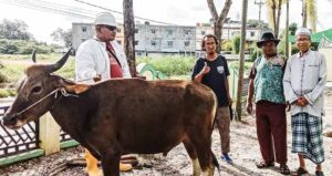 Rajut Kebersamaan Anggota, PWI Karimun Kurban Sapi Satu Ekor