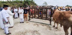 Rudi dan Marlin Kurban Sapi Limousin Seberat Lebih Kurang 1 Ton
