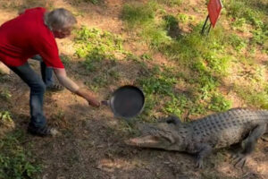 Buaya 3 Meter Ngamuk, Terkam Lelaki saat Buang Air Kecil