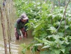 Lahan Terendam Banjir, Petani Terancam Gagal Panen