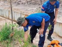 Pastikan Pohon Jati Emas Tumbuh Maksimal