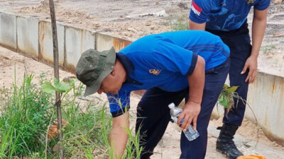Pastikan Pohon Jati Emas Tumbuh Maksimal