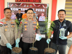 Satres Narkoba Polres Bintan Tangkap Pemilik Tanaman Ganja