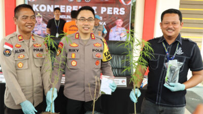 Satres Narkoba Polres Bintan Tangkap Pemilik Tanaman Ganja