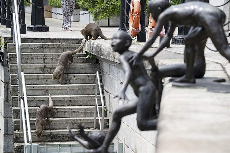 Singapura Hari Berang-Berang Sedunia
