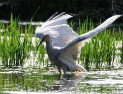 Album Asia: Berkunjung ke Habitat Burung Keberuntungan China di Korsel