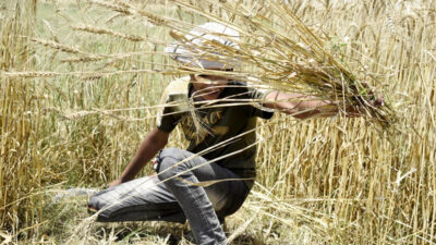 Menengok Kesibukan Para Petani Memanen Gandum di Lahore, Pakistan
