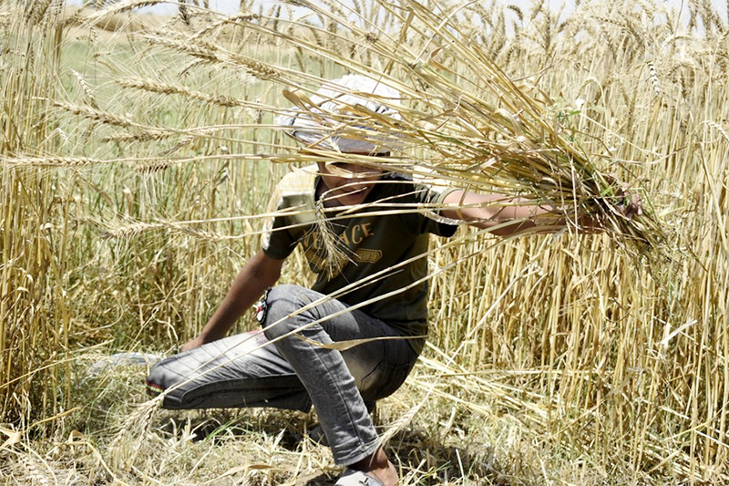 Menengok Kesibukan Para Petani Memanen Gandum di Lahore, Pakistan