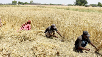 Menengok Kesibukan Para Petani Memanen Gandum di Lahore, Pakistan