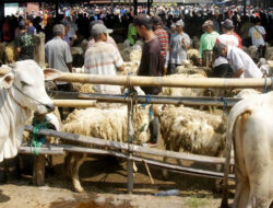 Penjualan Hewan Ternak di Indonesia Alami Peningkatan pada Idul Adha Tahun Ini