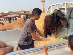 Tingginya Harga Ternak Sulitkan Warga Libya Berkurban di Hari Raya Idul Adha