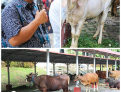 BP Sembelih 14 Sapi dan 12 Kambing, Distribusikan untuk Masyarakat yang Membutuhkan