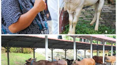 BP Sembelih 14 Sapi dan 12 Kambing, Distribusikan untuk Masyarakat yang Membutuhkan