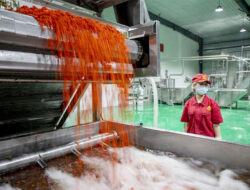 Goji Berry yang Digunakan Dalam Pengobatan Tradisional China Raih Popularitas Global