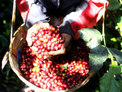 Menengok Kesibukan Panen Kopi di Bondowoso