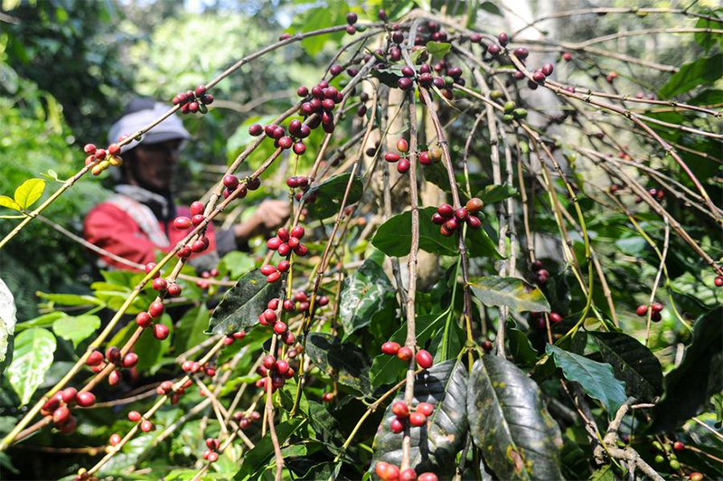 Menengok Kesibukan Panen Kopi di Bondowoso