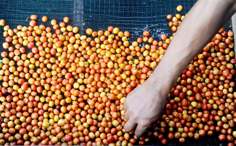 Menengok Kesibukan Panen Kopi di Bondowoso