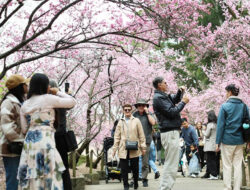 Melihat Lebih Dekat Festival Bunga Sakura di Sydney