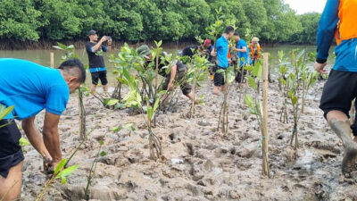 PLN Batam Tanam 1.000 Pohon Mangrove di Pantai Nongsa