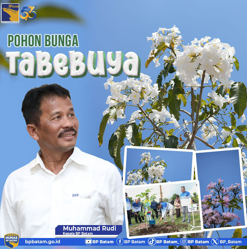 Bunga Tabebuya Bersemi Sepanjang Pendestrian Batam Center