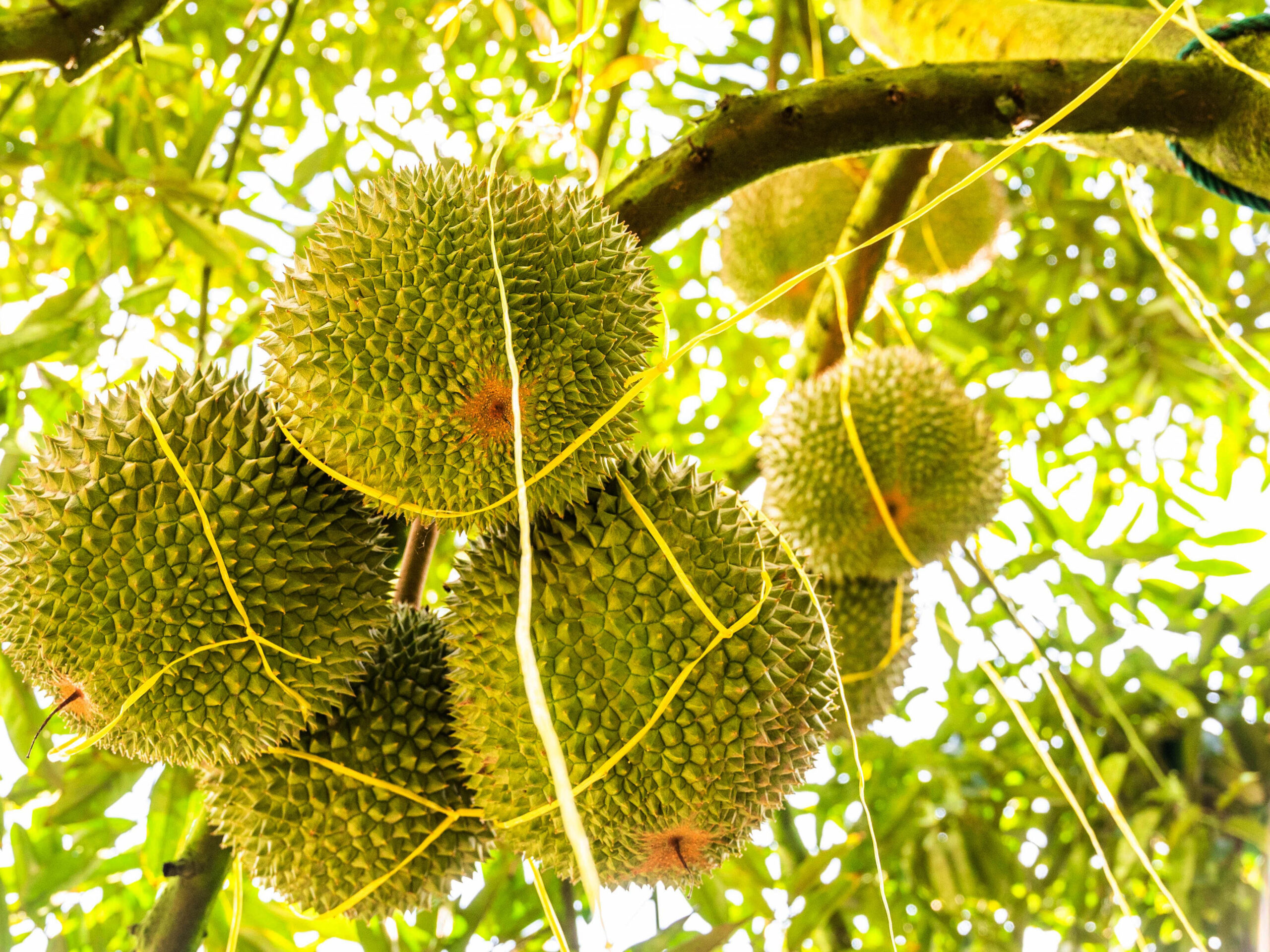 Malaysia Mulai Ekspor Durian Segar ke China