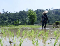 Indonesia Bidik Teknologi Pertanian China untuk Capai Swasembada Pangan