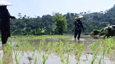 Indonesia Bidik Teknologi Pertanian China untuk Capai Swasembada Pangan
