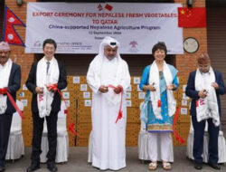 Nepal Ekspor Sayuran Segar yang Diproduksi dengan Dukungan China ke Qatar