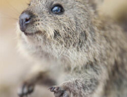 Berkenalan dengan Kuoka, Hewan Paling Bahagia di Dunia Asal Australia