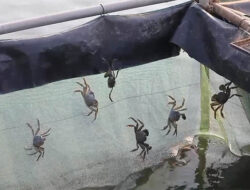 Menilik Budi Daya Kepiting di China Utara yang Datangkan Kemakmuran bagi Penduduk Desa