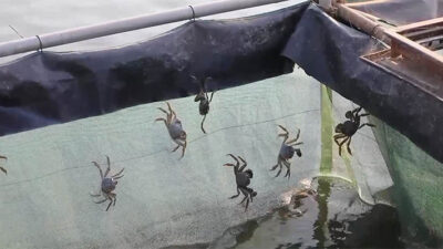 Menilik Budi Daya Kepiting di China Utara yang Datangkan Kemakmuran bagi Penduduk Desa