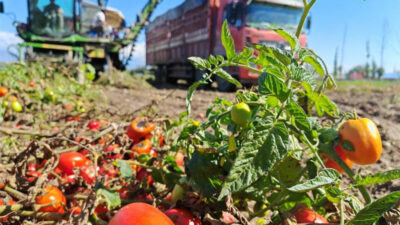 Ilmuwan China Temukan Metode Baru untuk Tingkatkan Rasa Manis pada Tomat
