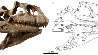 Genus Baru Dinosaurus Sauropodomorpha Ditemukan di Yunnan, China