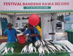 Tradisi Berburu Bandeng Imlek, Simbol Keharmonisan Budaya China dan Betawi