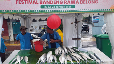 Tradisi Berburu Bandeng Imlek, Simbol Keharmonisan Budaya China dan Betawi
