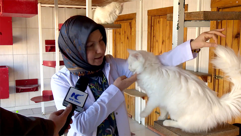 Turki Dorong Upaya Konservasi Kucing Angora yang Ikonik