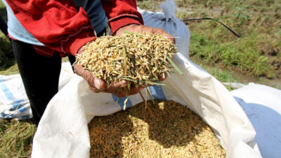 Proyeksi Produksi Beras Indonesia Meningkat, Ciptakan Peluang Ekspor