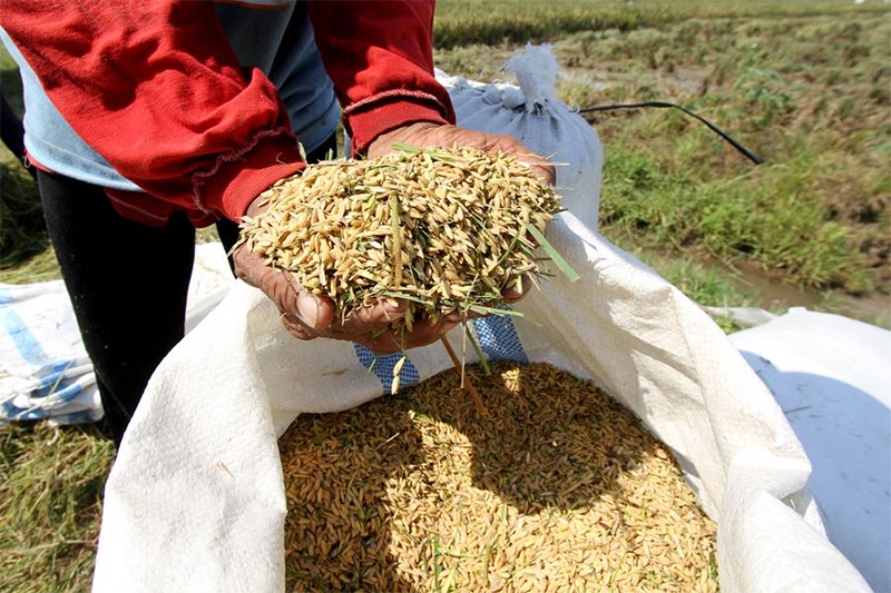 Proyeksi Produksi Beras Indonesia Meningkat, Ciptakan Peluang Ekspor