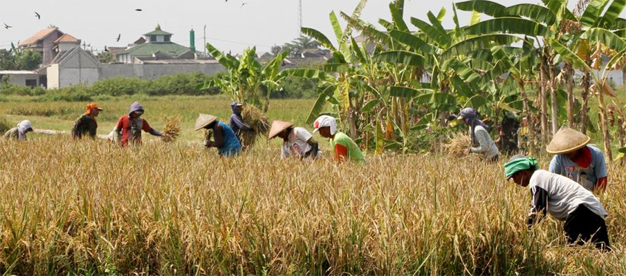 Proyeksi Produksi Beras Indonesia Meningkat, Ciptakan Peluang Ekspor