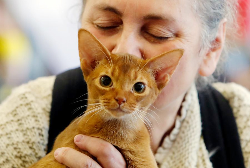 Menengok Keseruan Kontes Kecantikan Kucing di Rumania