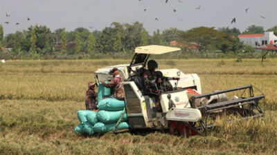 Menilik Kesibukan Petani di Desa Demakan Selama Musim Panen