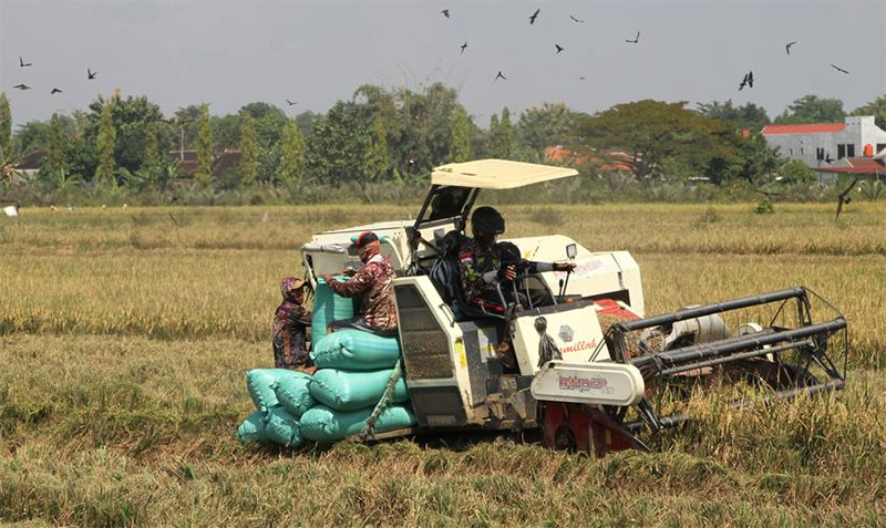 Menilik Kesibukan Petani di Desa Demakan Selama Musim Panen