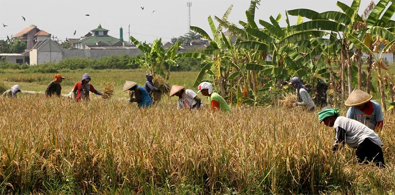 Menilik Kesibukan Petani di Desa Demakan Selama Musim Panen