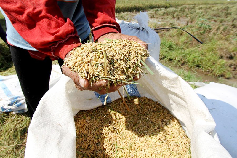 Menilik Kesibukan Petani di Desa Demakan Selama Musim Panen