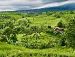 Menilik Hasil Kerja Sama Pertanian Padi antara China-Indonesia di Bali