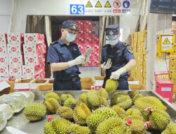 Menilik Prospek Durian Indonesia di Pasar China yang Luas