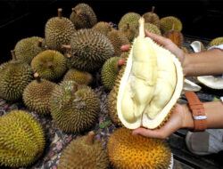 Pakar: Durian Indonesia Miliki Peluang Besar di Pasar China