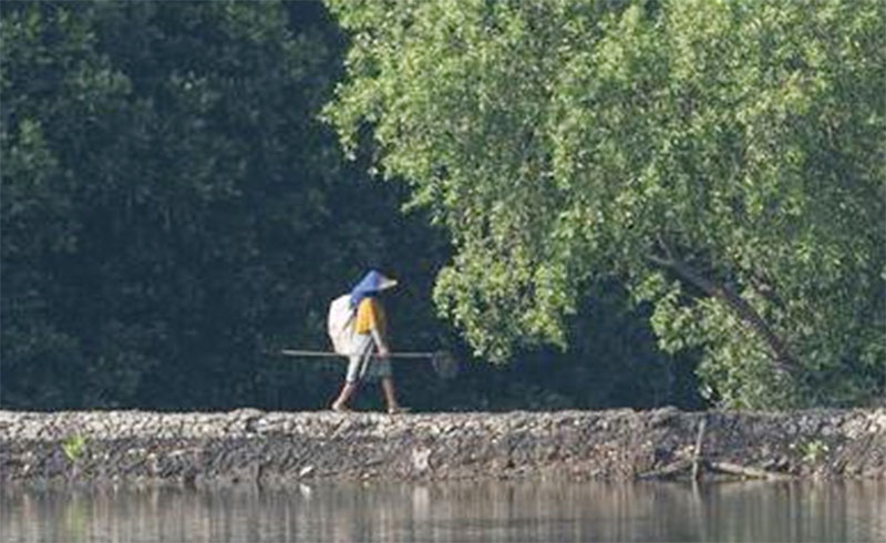 Menengok Pesona Hutan Bakau di Bekasi, Jawa Barat