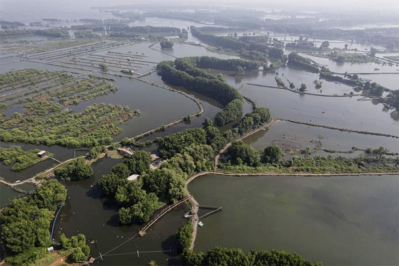 Menengok Pesona Hutan Bakau di Bekasi, Jawa Barat